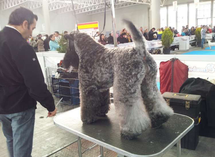 Kerry Blue Terrier.  Ch. Corben Dallas de La Cadiera. Kerry Blue Terrier.  Ch. Corben Dallas de La Cadiera.