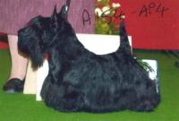 Scottish Terrier. So What Excalibur. Scottish Terrier. So What Excalibur.