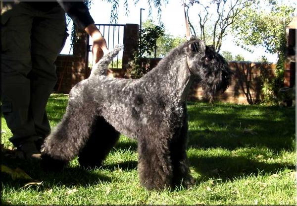 Kerry Blue Terrier. Multi Ch. Lolita de La Cadiera at Bluemont Kerry Blue Terrier. Multi Ch. Lolita de La Cadiera at Bluemont