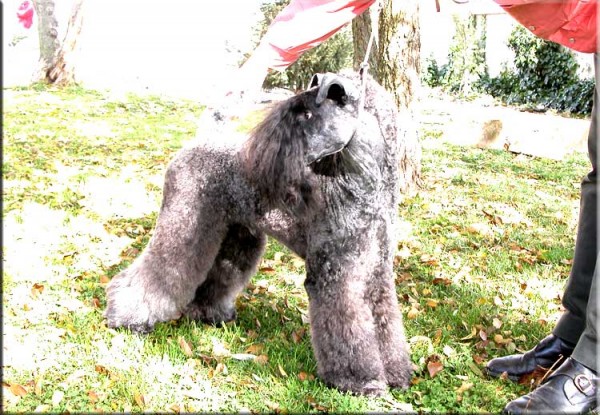 Kerry Blue Terrier. Ch. Yaztal de La Cadiera. Yo era Nico !!! Kerry Blue Terrier. Ch. Yaztal de La Cadiera. Yo era Nico !!!