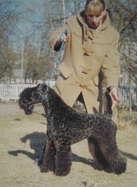 Ch. Dandy Black & Blue Maestro. Kerry Blue Terrier. Ch. Dandy Black   Blue Maestro. Ch. Dandy Black & Blue Maestro. Kerry Blue Terrier. Ch. Dandy Black   Blue Maestro.