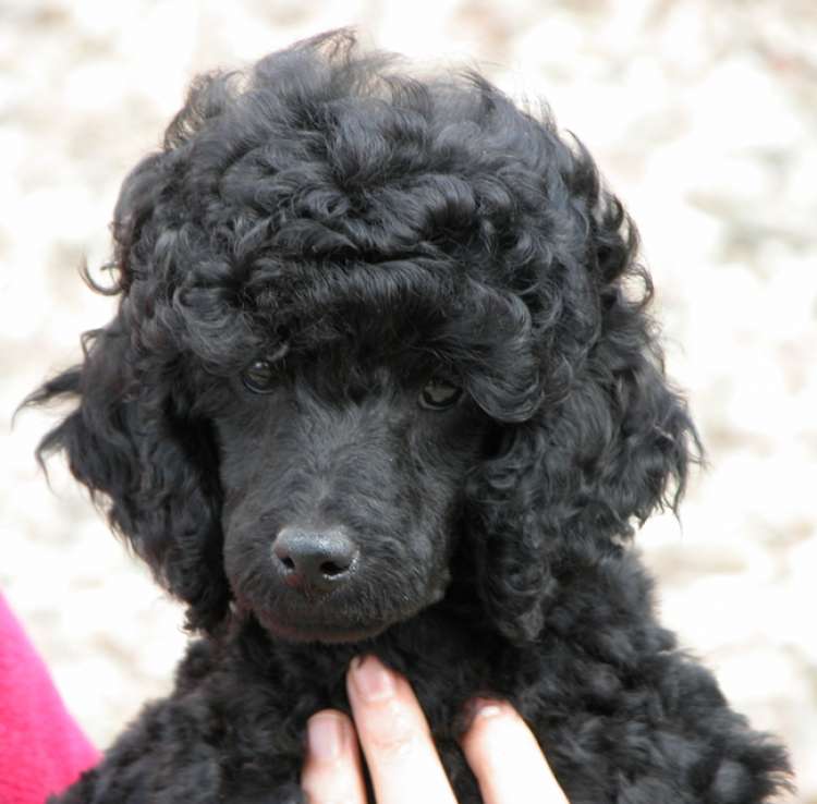 Caniche. La Cadiera Noche Loca.