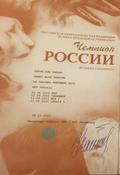 Kerry Blue Terrier.  Russian Ch. La Cadiera Fenomeno Azul.