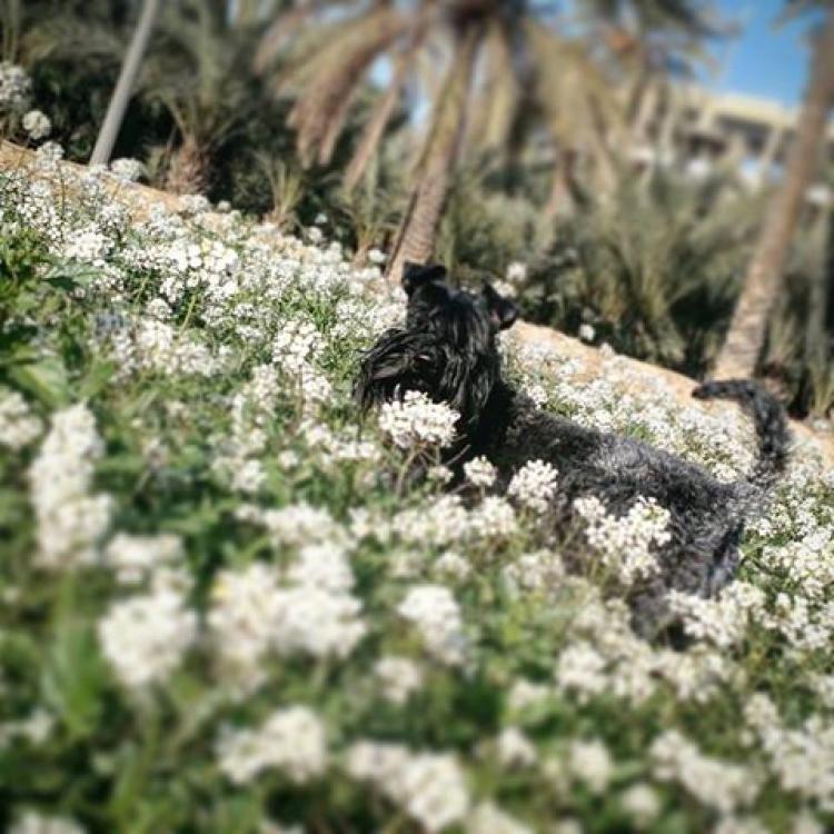 Kerry Blue Terrier.  Ch. Casiopea de La Cadiera.