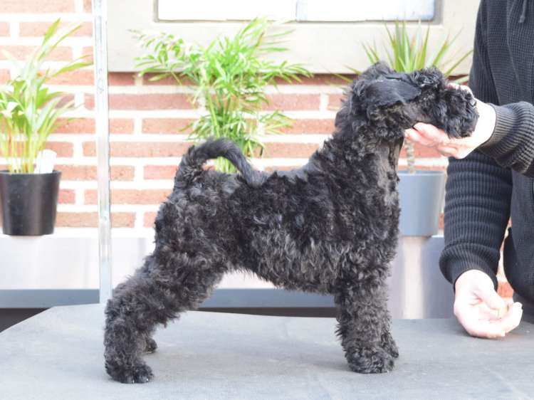 Kerry Blue Terrier. Camada 3P. La Cadiera Palomi. 2 meses.