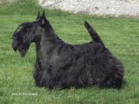 Scottish Terrier. Dundee Looks Like Ebony.