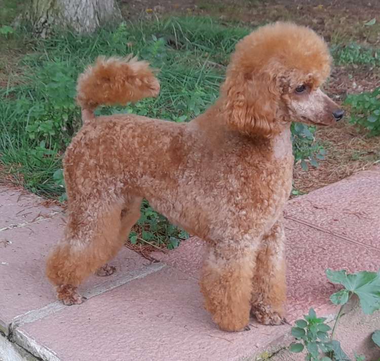 Caniche. Terra Cota D`Lili.