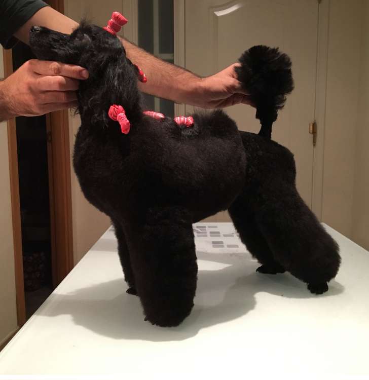 Caniche. Camada 3L. Delabea El Vinilo Contraataca.