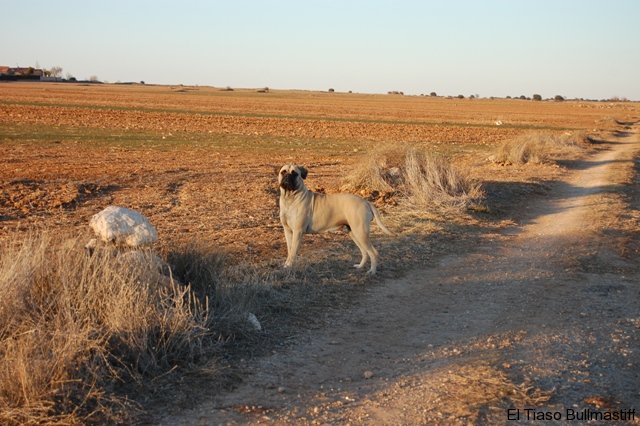 Bullmastiff. Tuffnell Lady Hawk. Bullmastiff. Tuffnell Lady Hawk.