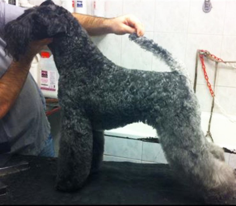 Kerry Blue Terrier. Menta con 7 años.