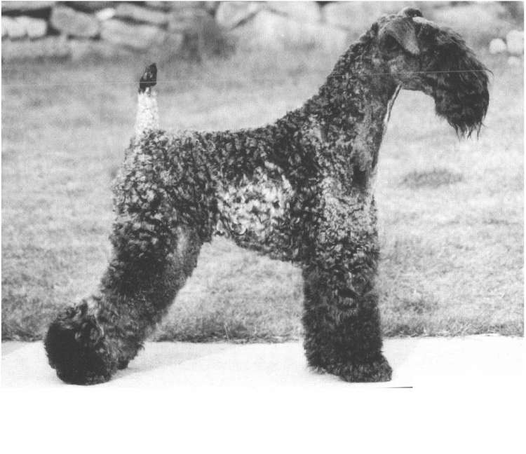 Kerry Blue Terrier.  Ch. Louisburgh Giro At Rismont.