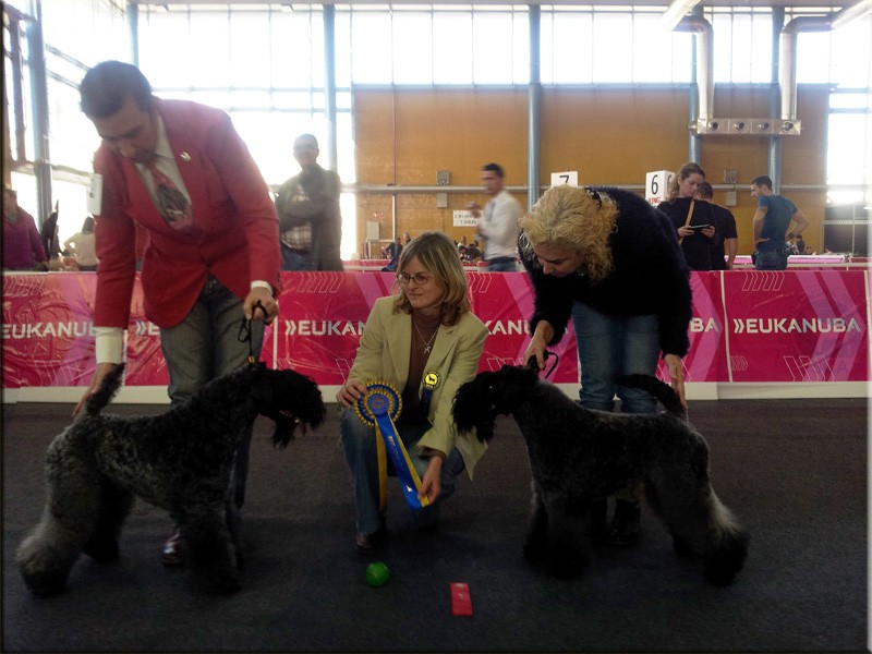 Kerry Blue Terrier. Ch. La Cadiera Estela Plateada. Exc. 1ª  CAC   BOS. Kerry Blue Terrier. Ch. La Cadiera Estela Plateada. Exc. 1ª  CAC   BOS.