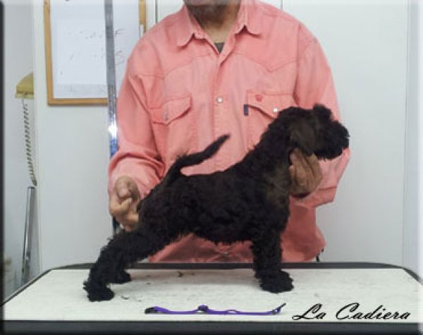 Kerry Blue Terrier. La Cadiera Geisha. 