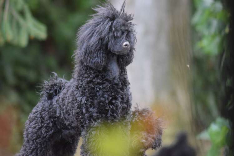 Caniche. Camada 3N. La Cadiera Noche Loca con 7 meses.