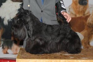 Scottish Terrier. De Magic Illusions Acdc At Treysas´s. Scottish Terrier. De Magic Illusions Acdc At Treysas´s.