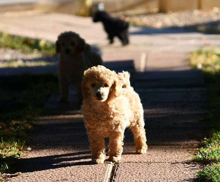 Caniche. Camada 3L. La Cadiera Leonidas con 2 meses.