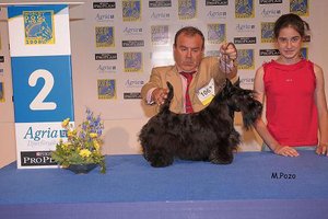 Scottish Terrier.  Ch. Aryzol Neveah.