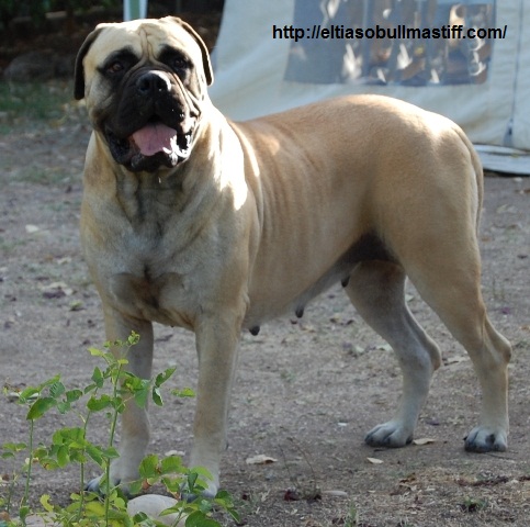 Bullmastiff. Tuffnell Lady Hawk.