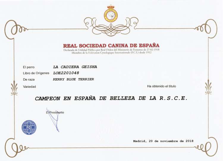 Ch. La Cadiera Geisha. Ch. La Cadiera Geisha. Kerry Blue Terrier. Titulo Ch. España