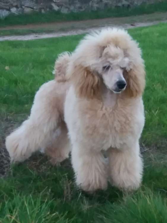 Camada 3L. La Cadiera Leonidas. Macho. 7 meses.