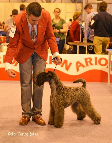 Kerry Blue Terrier.  Jr. Ch. La Cadiera Felicity. BOS Madrid.