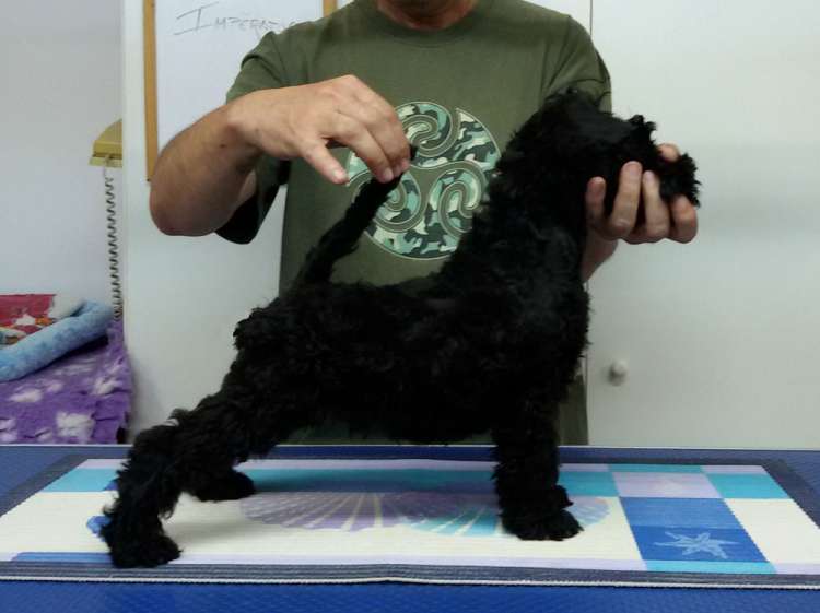 Kerry Blue Terrier. La Cadiera Imperator. 2 months old.