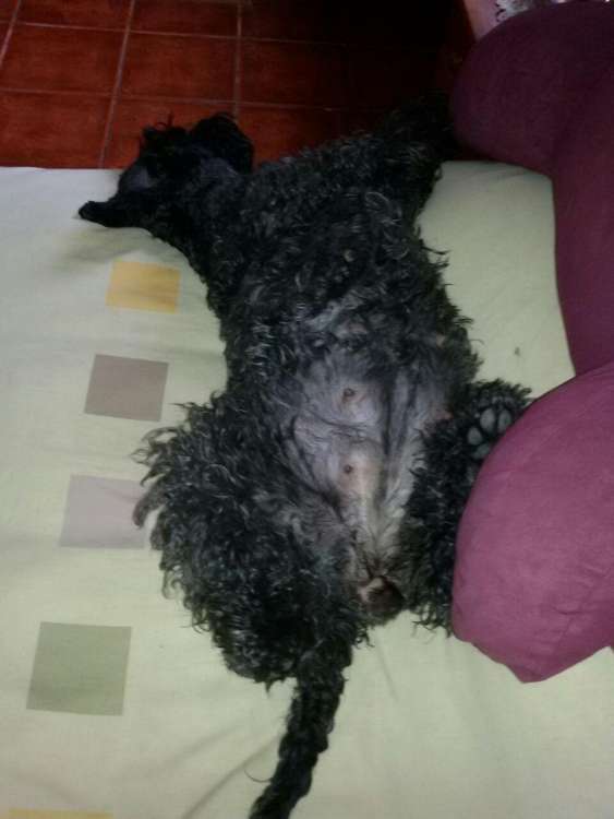 Camada 3K. Estela a punto de parir.