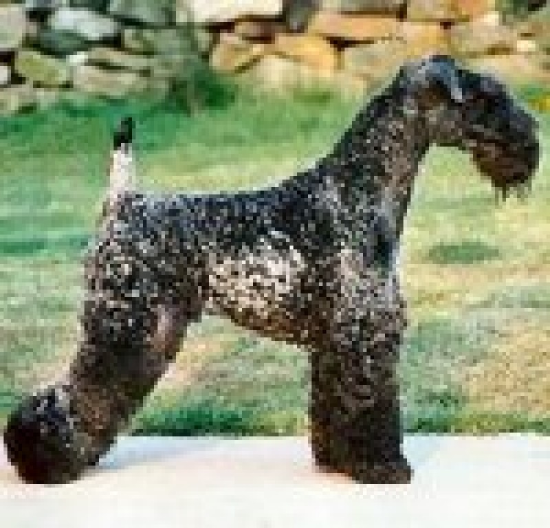 Kerry Blue Terrier. Louisburgh Giro at Rismont