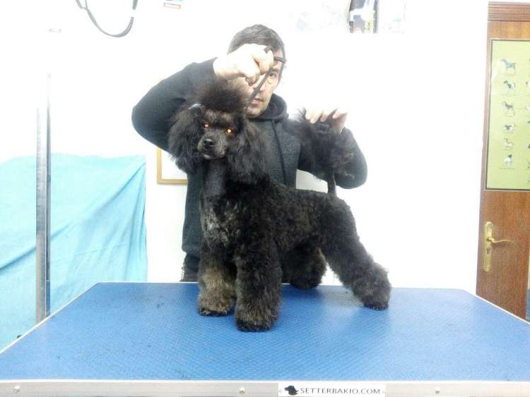 Caniche. Camada 3L. La Cadiera Lazy Daisy con 7 meses.