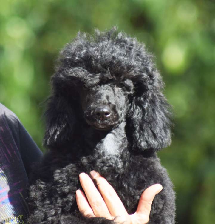 Caniche. La Cadiera Ole Tu.