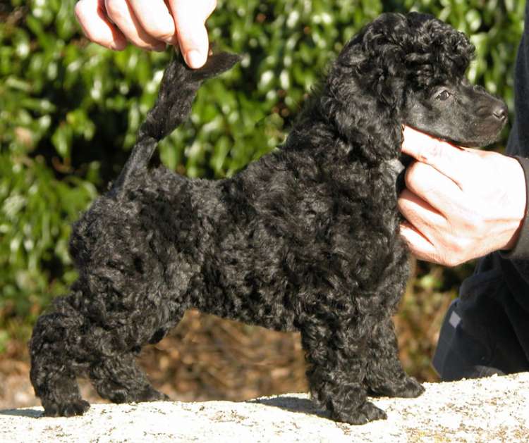 Caniche. Camada 3N. La Cadiera Nicodemo.