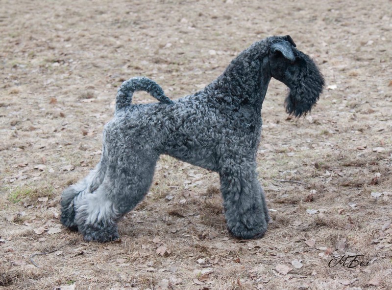 Kerry Blue Terrier. La Cadiera Fenomeno Azul.