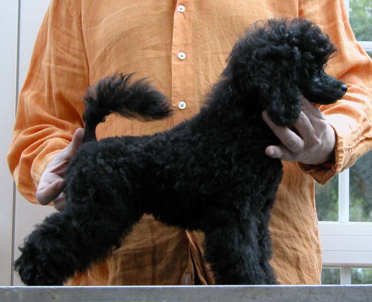 Caniche Toy. Camada 3N. La Cadiera Negra Flor. 3 meses y medio.