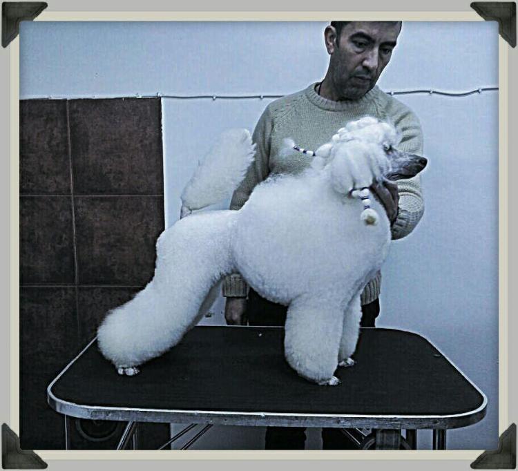 Caniche. Moja Variatsija Uvertura. Caniche. Moja Variatsija Uvertura.