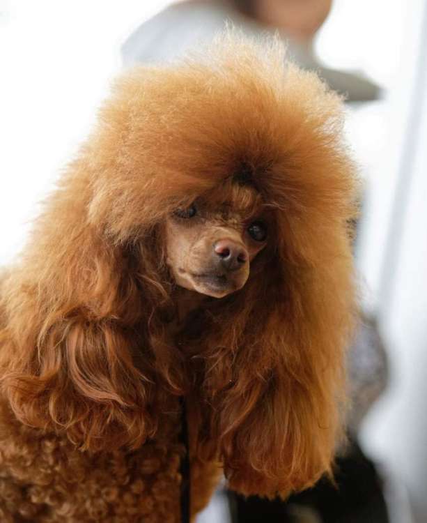 Caniche. Ch. Alma Unica Scarlet She Is The One.