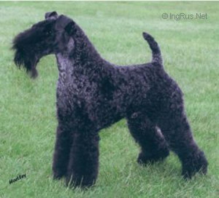 Kerry Blue Terrier. Torums Tunde Bayou. Kerry Blue Terrier. Torums Tunde Bayou.