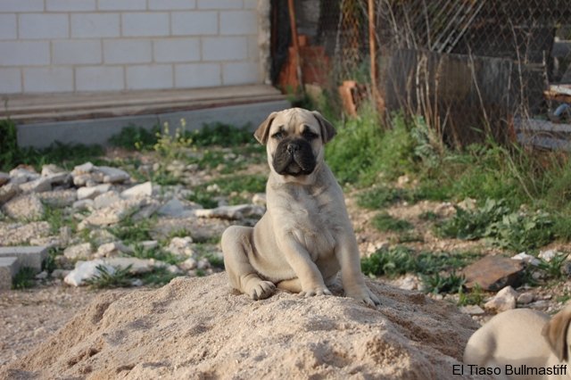 Bullmastiff. Artemisa De El Tiaso.
