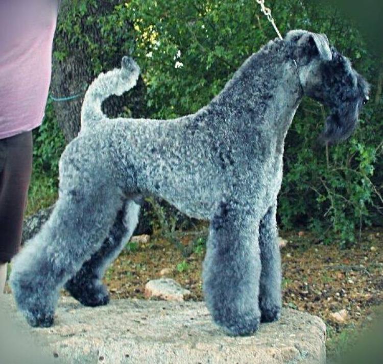 Kerry Blue Terrier.  Ch. Angus de Liott.
