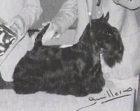 Scottish Terrier. Mystacle Merry Monarch Of Micanda.