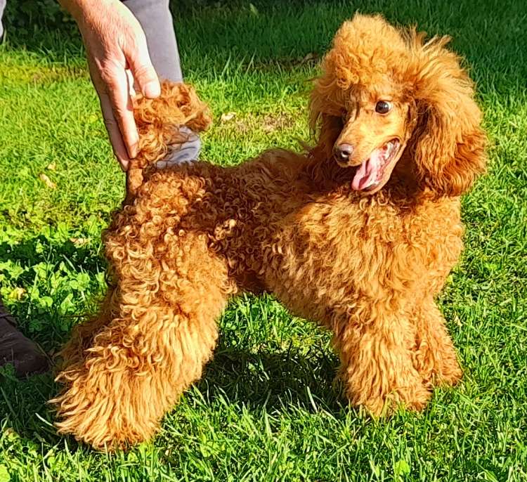 Caniche. Fleece Gold Salvador Dali.