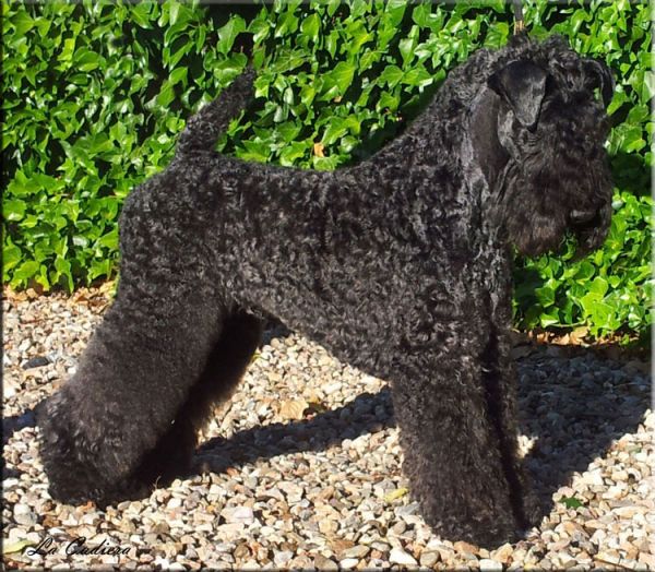 Kerry Blue Terrier. El Jedi de La Cadiera Kerry Blue Terrier. El Jedi de La Cadiera