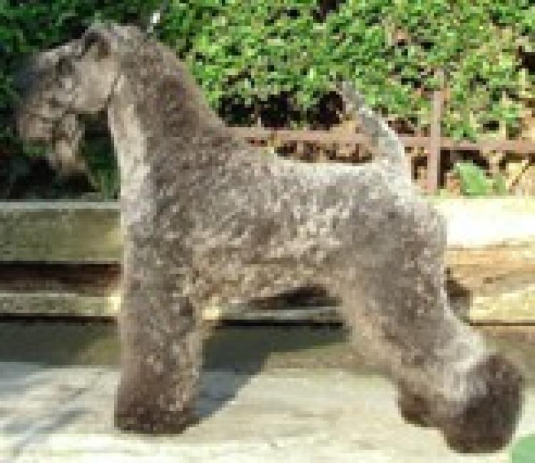 Kerry Blue Terrier.  Ch. Edbrios Mata Hari. Kerry Blue Terrier.  Ch. Edbrios Mata Hari.