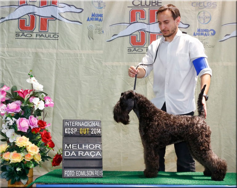 Kerry Blue Terrier. Ch. La Cadiera Diamonds Are Forever. Exc. 1ra-CAC-CACIB y BOB. 
