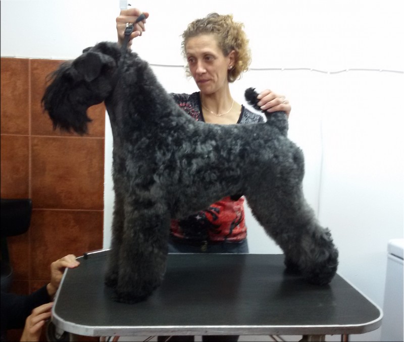 Kerry Blue Terrier.