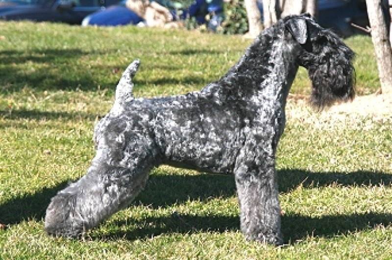 Kerry Blue Terrier. Chelines Blue Chelinilla.