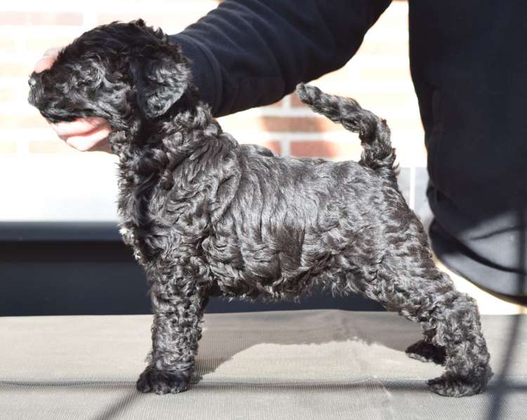 Kerry Blue Terrier. Camada 3P. La Cadiera Perseida con 6 semanas.