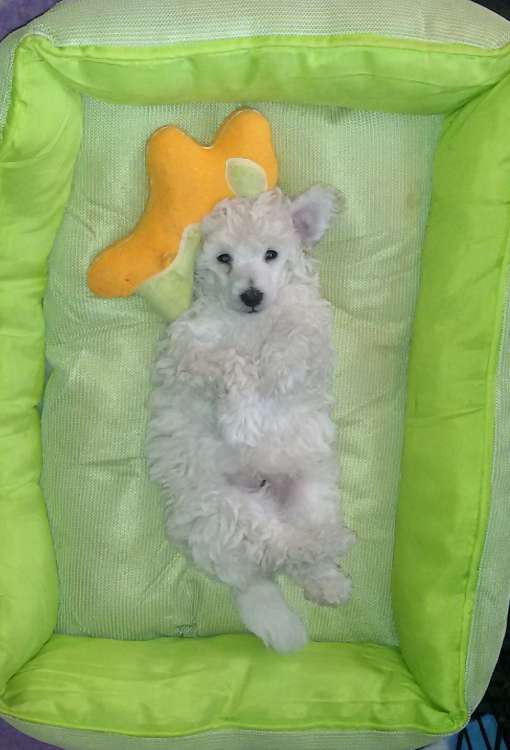 Camada 3J Caniche Enano. Camada 3J. La Cadiera Jon Nieve descansando placidamente.