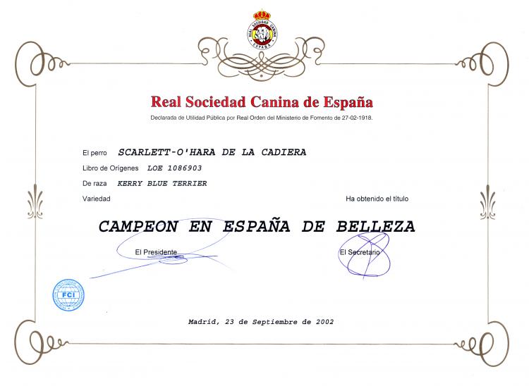 Kerry Blue Terrier.  Spain Ch. Scarlett O´Hara de La Cadiera. Kerry Blue Terrier.  Spain Ch. Scarlett O´Hara de La Cadiera.