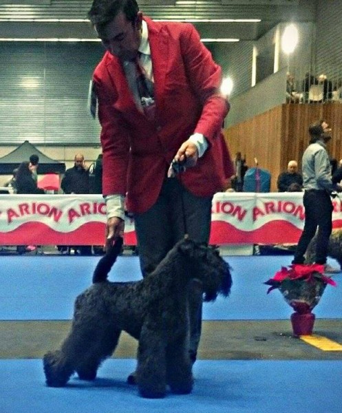 Ch. La Cadiera Estela Plateada. CAC-CACIB-BOS.