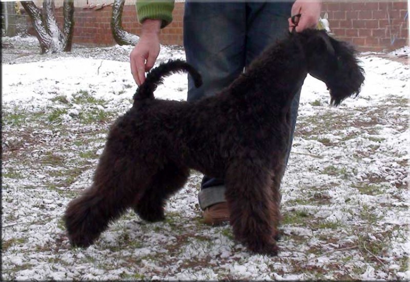 Kerry Blue Terrier. Ch. Bluemont Analivia Purabella at La Cadiera.